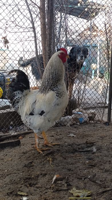 Продам домашних Петушков