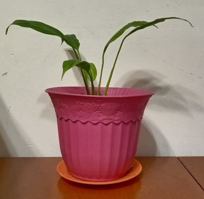 спатифиллум, кактус, аглаонема, юкка, сансевиерия