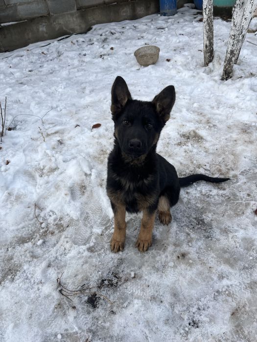 Немецкая овчарка