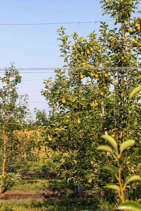 Продава се Земеделски имот в с. Братово, Област Бургас -  кв.м за 9211 €/дка - Снимка #18