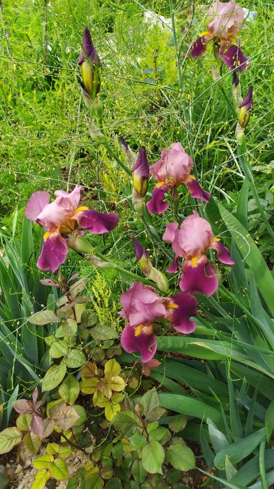 Рассада ромашки крупной