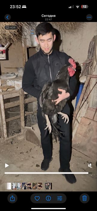 Qora shaxzoda tovuqlar sotiladi