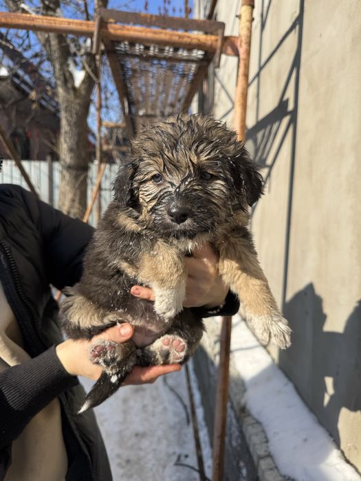 Отдам щенят дворняжки