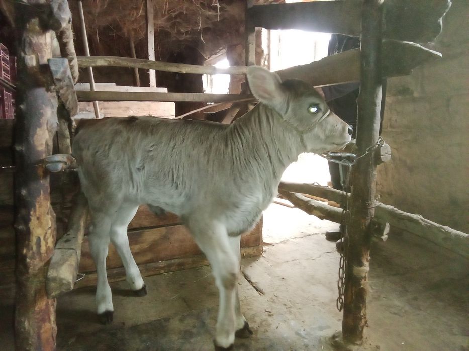 Бұзаулы сиыр, бірінші тума.