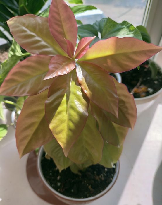 Переския Годсеффа