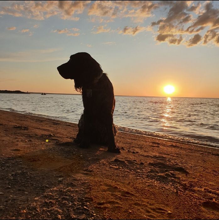 Русский охотничий спаниель для вязки.
