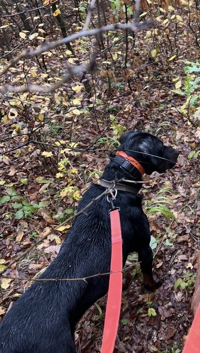 Продава се черното куче на 3 години и половина.