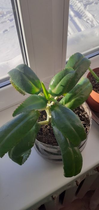 Продам каланхоэ лечебный