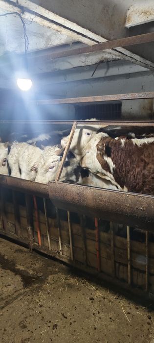 Бычки белоголовые годавалые