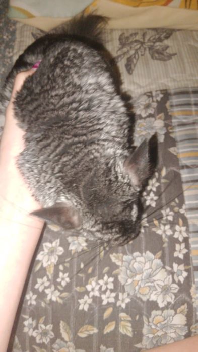 Животные продам шиншиллу