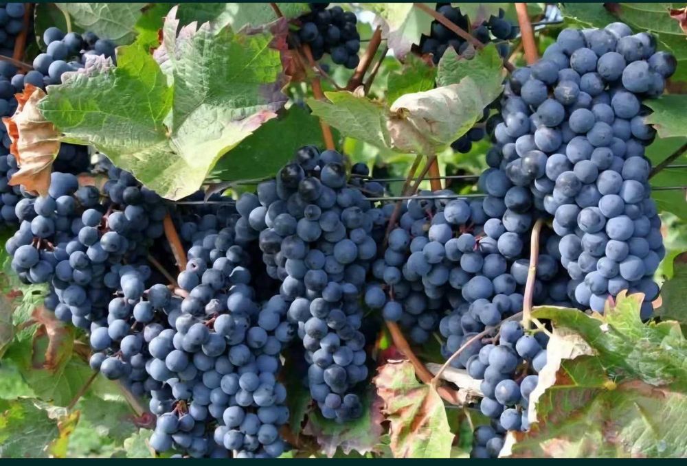 Struguri de vanzare