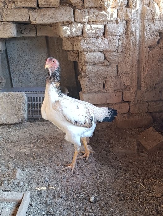 Дакан товула сотилади