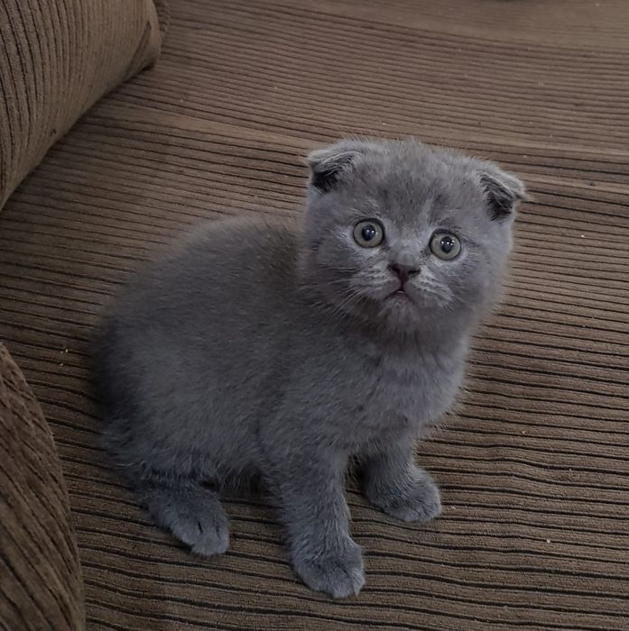 Кросивые котята, 1.5 мес девочки