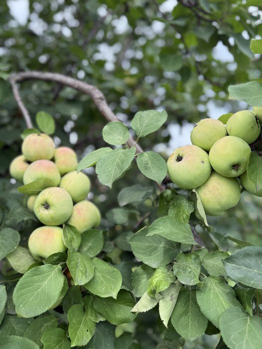 Продам летнюю дачу