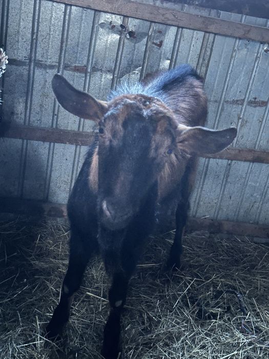Se oferă spre vânzare țap din rasa Alpină Franceză.