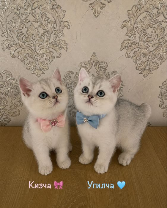 Серебристий шиншила