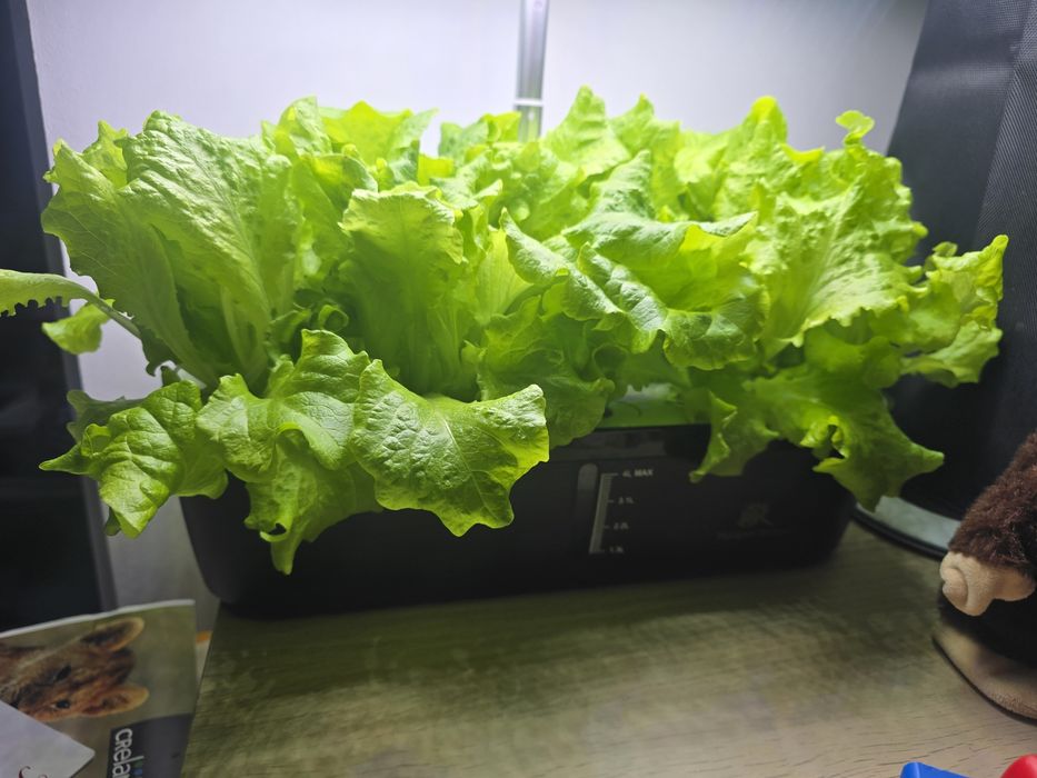 Ghiveci hidroponic / kit hydroponic 12 anveole