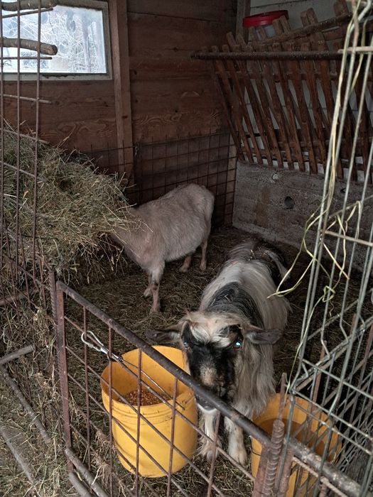 Capră și țăpusor