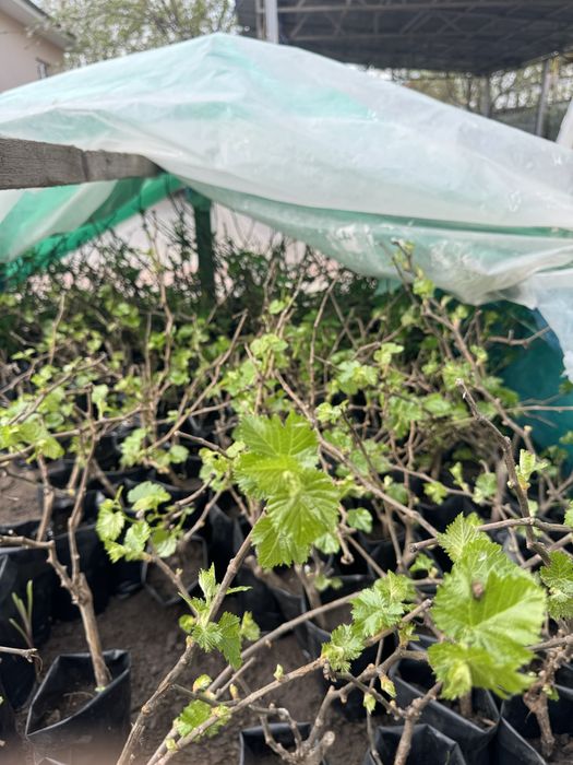 Роза, Виноград Саженцы