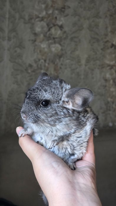 Шиншилла, девочка