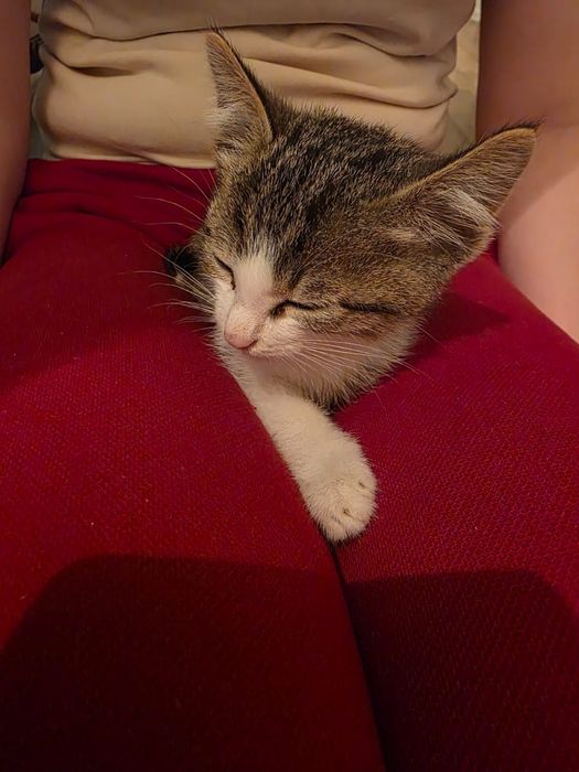 Котёнок мальчик в добрые руки