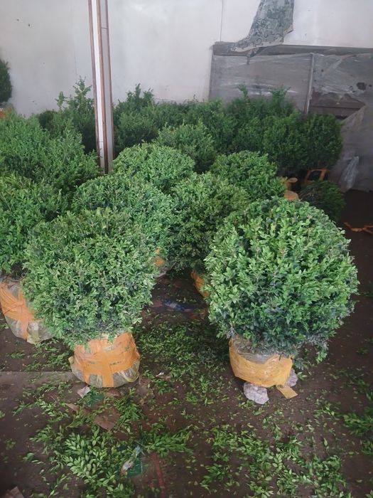Самшить на продажу