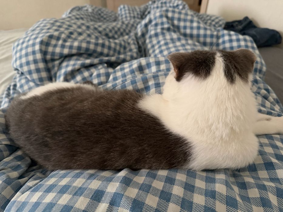 Отдам Кота Бесплатно