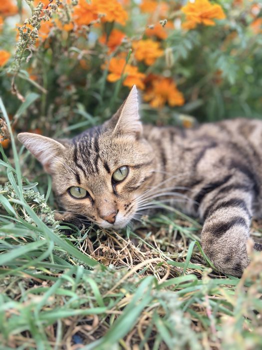 Бенгальский кот