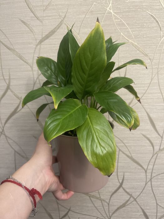 Продам спотифилум или женское счастье