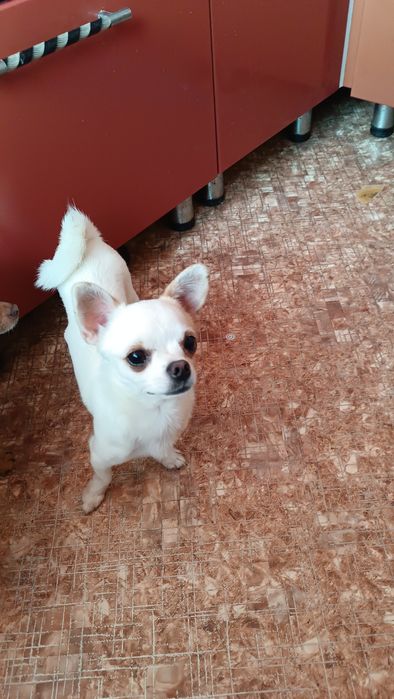 Крошки чихуахуа  щенки