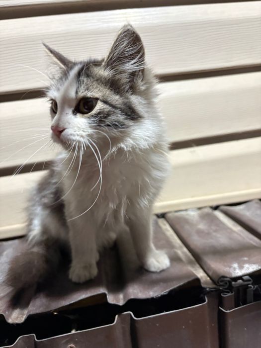 Отдам котенка бесплатно