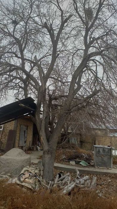 Утин. Тут дарахти сотилади. Тароша