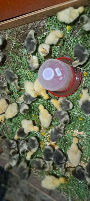 Boboci de gasca, oua de incubat si gaste.