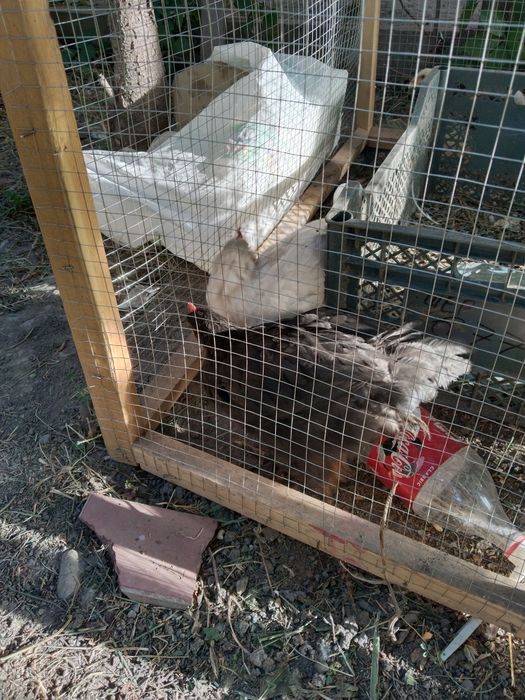 jujalar sotiladi