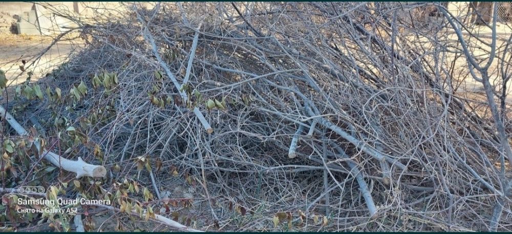 Ўтин (ёнғоқ ва ўрик)