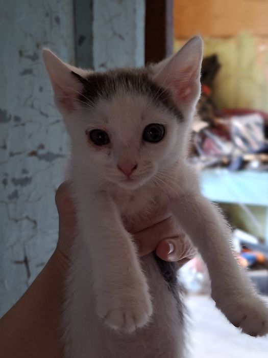 Отдам котят в добрые руки