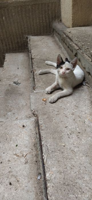Donez doua pisicute separat sau impreuna