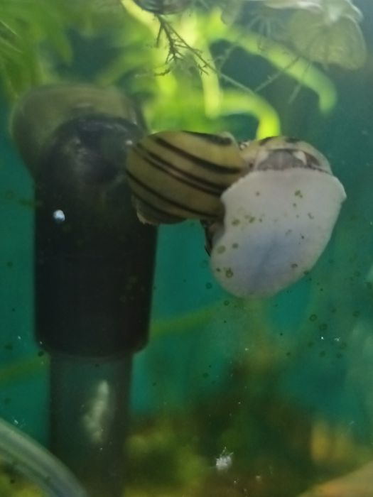 Улитки эльф спикси 100 теньге