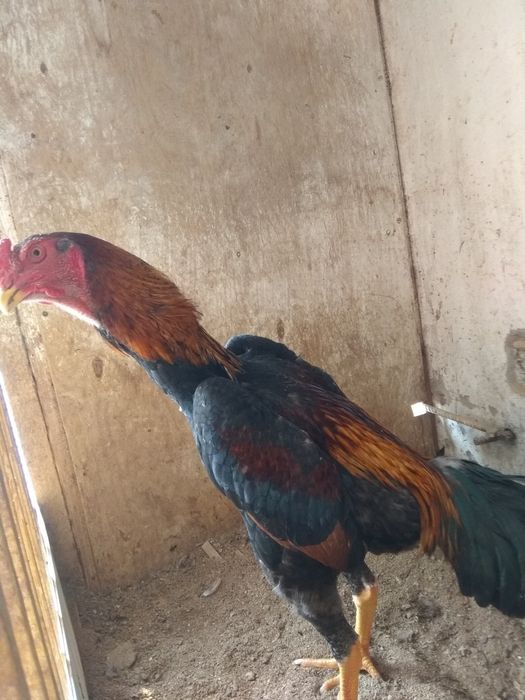 Yalangoch NTV boshlovchisi Liliya Gildeeva