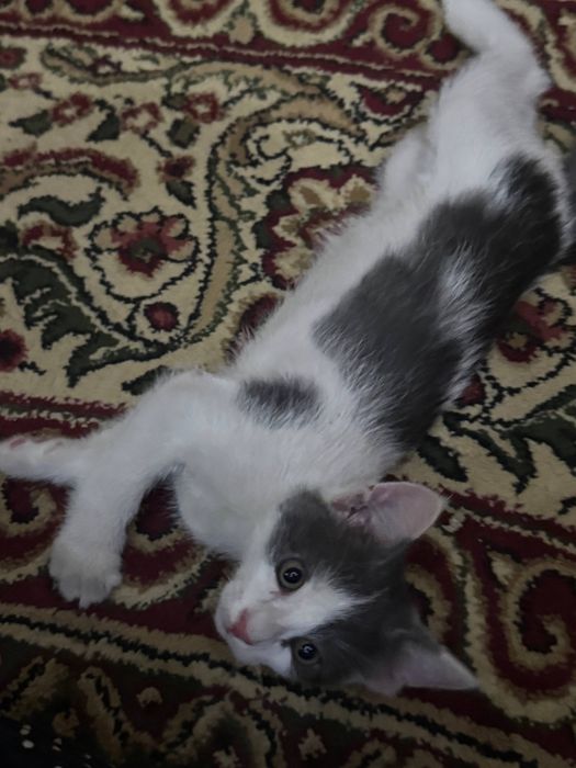 Отдаем котят бесплатно