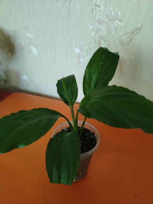 Продам комнатные цветы