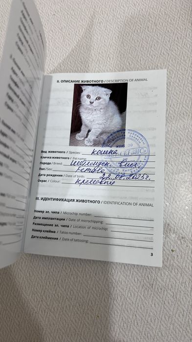 Котенок девочка с паспортом