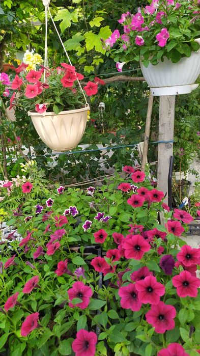 Продаються ветки Сирени