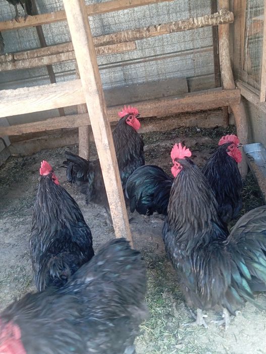 Продам петухов черные