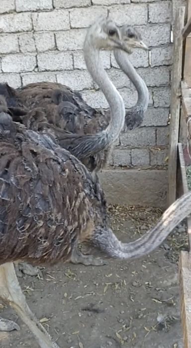 Straus, Tuyaqush, Страус