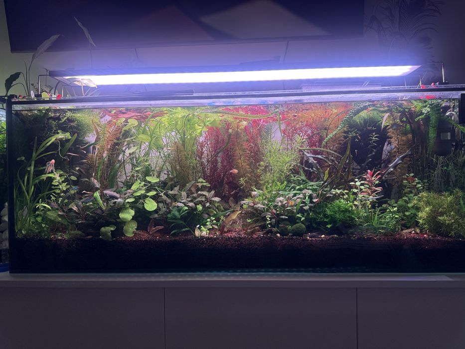 Растения за аквариум и корени