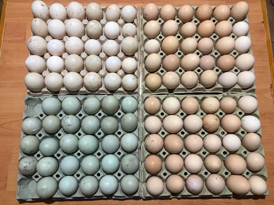 Oua de gaină și de rață de casă
