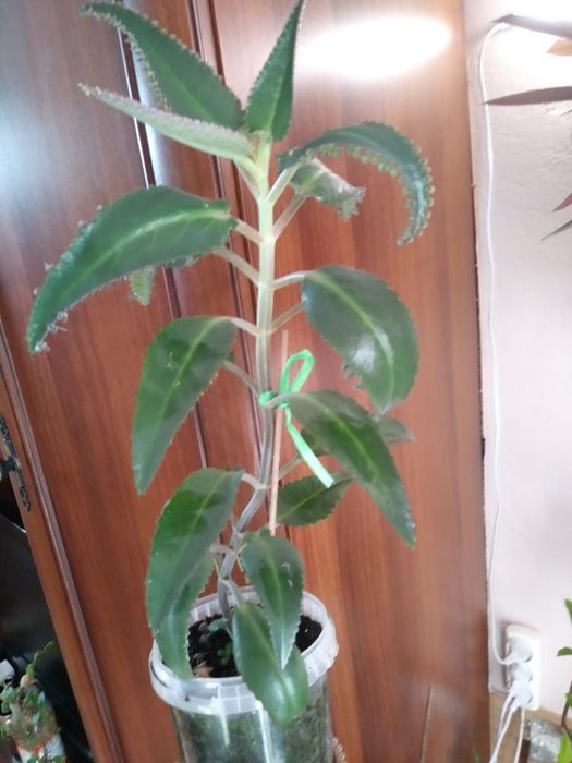 Каланхоэ лечебный. Продам.