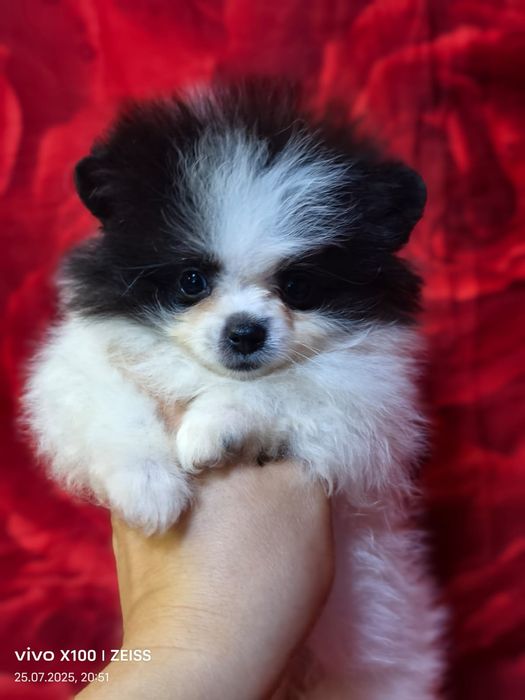 Очаровательные щенки шпица.