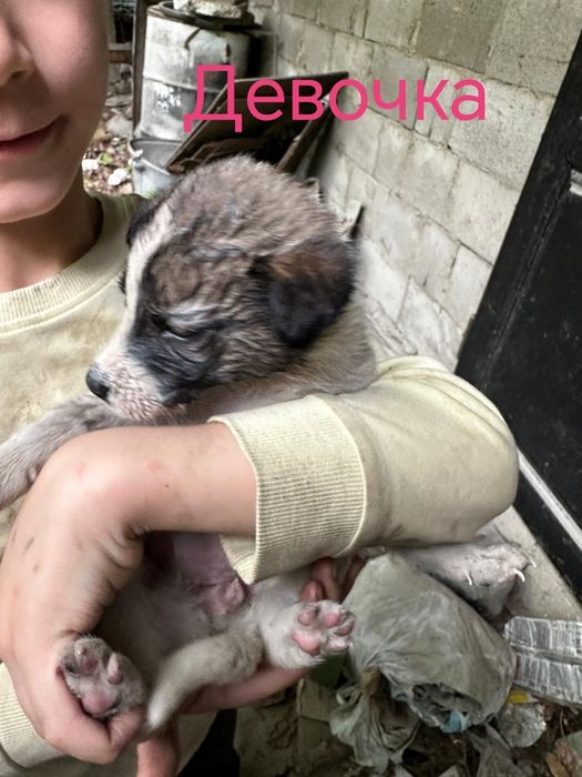 Щенки в хорошие руки!